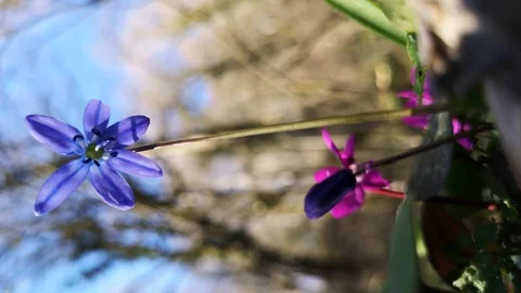 Flower Scilla in the forest Stock Footage 125876558