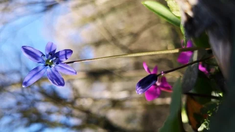 Flower Scilla in the forest Stock Footage 125876568