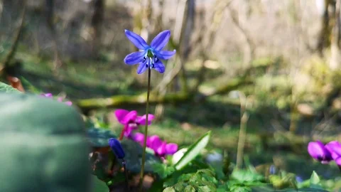 Flower Scilla in the forest Stock Footage 125876570