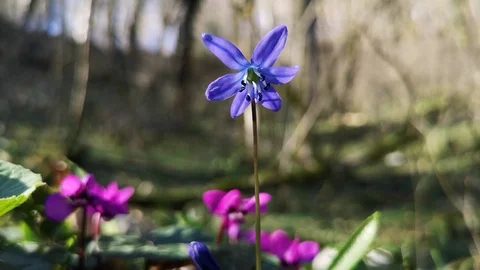 Flower Scilla in the forest Stock Footage 125876593