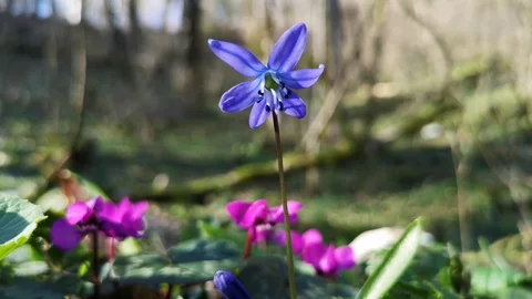 Flower Scilla in the forest Stock Footage 125876600