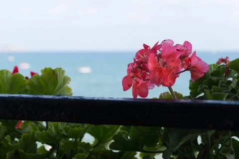 Flower on the sea background Foto stock
