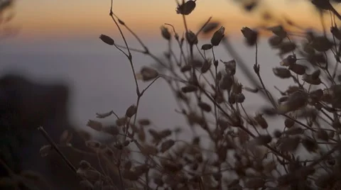 From Flower to Sea during Sunset Vídeos de archivo 67182510