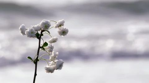 Flower on sea Stock Footage 63938545