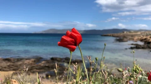 A flower by the sea Stock-Footage 89959376