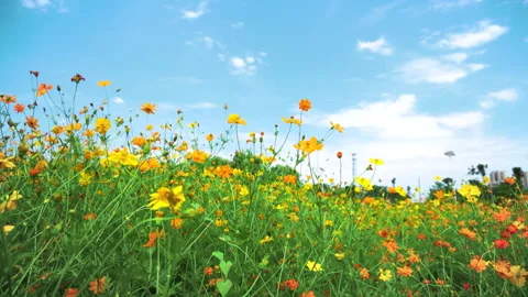 Flower Sea Under Blue Sky And White Clouds 4K Stock Footage 341863093