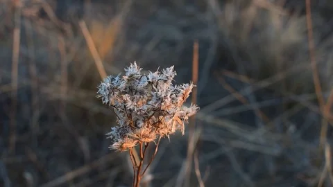 Flower seeding in windy conditions Stock Footage 80128989