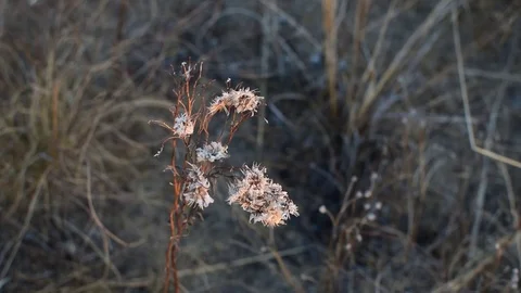 Flower seeding in windy conditions Stock-Footage 80129031