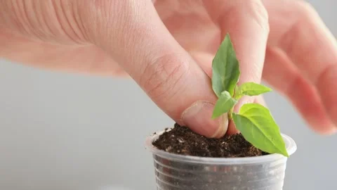 The flower seedling is planted in the pot with soil. Video stock 330765216