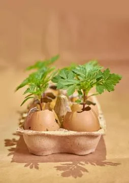Flower seedlings in eggshells and egg boxes on a brown background Foto stock