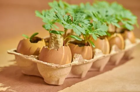 Flower seedlings in eggshells and egg boxes on a brown background Stock Photos