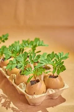 Flower seedlings in eggshells and egg boxes on a brown background Foto stock