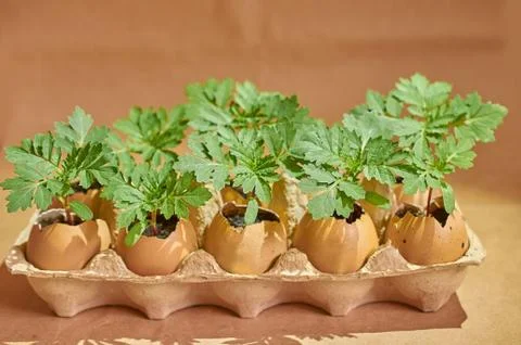 Flower seedlings in eggshells and egg boxes on a brown background Stock Photos
