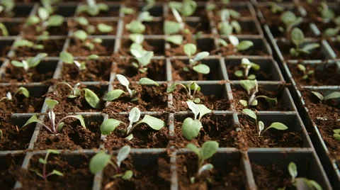 Flower seedlings in pots Stock Footage 62638487