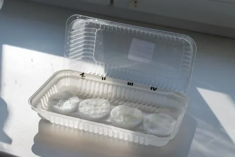 Flower seeds between two damp cotton pads in a transparent container Stock Photos