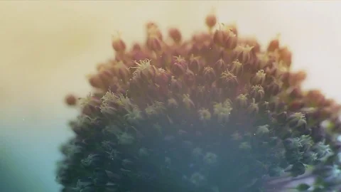 Flower with seeds Stock Footage 73902201