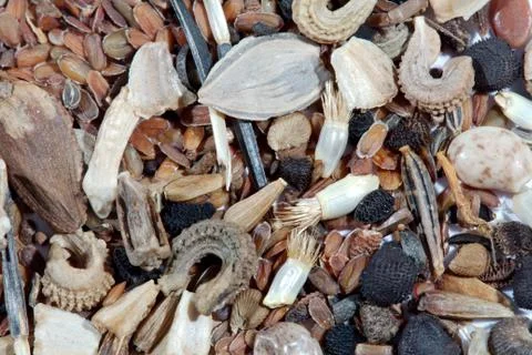 Flower seeds Stock Photos