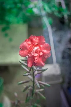 Flower with selective color with drops Stock Photos