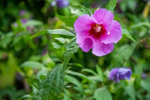 Flower with selective focus 스톡 사진