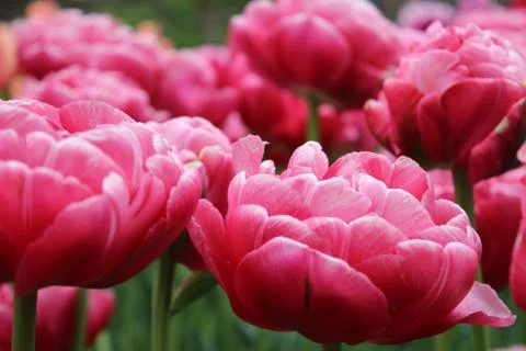 Flower selective focus, selective focus on subject, background blur,during ti Stock Photos