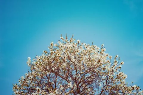 Flower selective focus, selective focus on subject, background blur,during ti Stock Photos