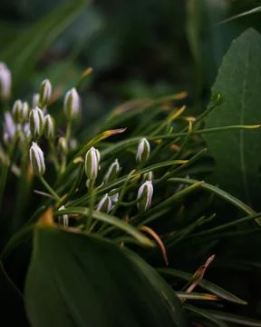 Flower selective focus, selective focus on subject, background blur,during ti Stock Photos