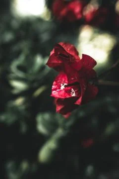 Flower selective focus, selective focus on subject, background blur,during ti Stock Photos