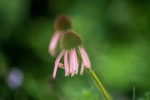 Flower selective focus, selective focus on subject, background blur,during ti Stock Photos
