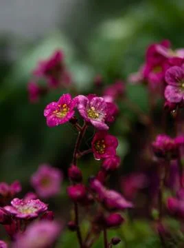 Flower selective focus, selective focus on subject, background blur,during ti Stock Photos