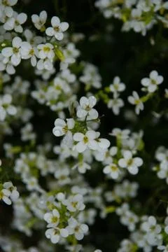 Flower selective focus, selective focus on subject, background blur,during ti Stock Photos