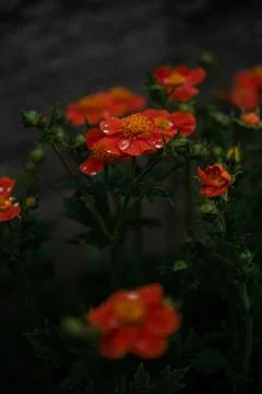 Flower selective focus, selective focus on subject, background blur,during ti Stock Photos