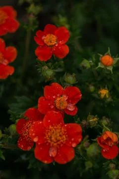 Flower selective focus, selective focus on subject, background blur,during ti Foto stock