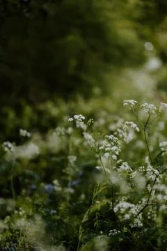 Flower selective focus, selective focus on subject, background blur,during ti Stock Photos