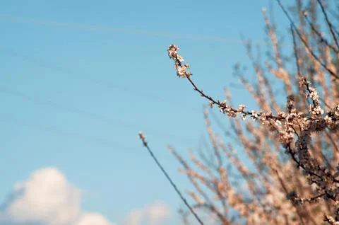 Flower selective focus, selective focus on subject, background blur,during ti Stock Photos