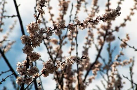 Flower selective focus, selective focus on subject, background blur,during ti Stock Photos
