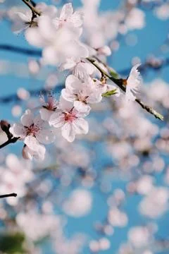 Flower selective focus, selective focus on subject, background blur,during ti Stock Photos