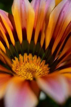 Flower selective focus, selective focus on subject, background blur,during ti Stock Photos