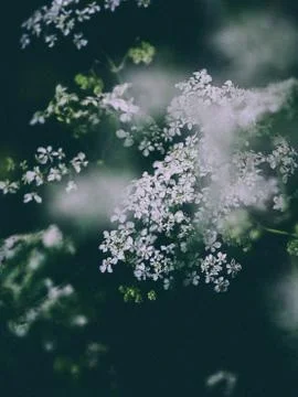 Flower selective focus, selective focus on subject, background blur,during ti Stock Photos