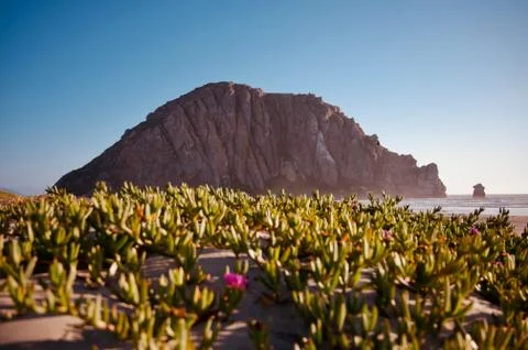 Flower selective focus, selective focus on subject, background blur,during ti Stock Photos