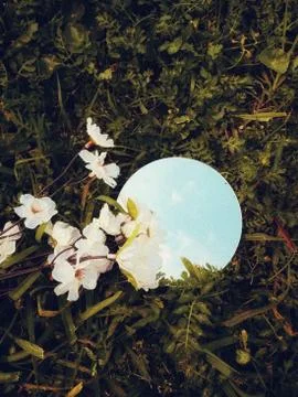 Flower selective focus, selective focus on subject, background blur,during ti Stock Photos