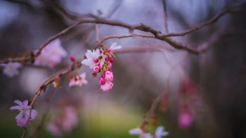 Flower selective focus, selective focus on subject, background blur,during ti Stock Photos