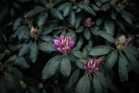 Flower selective focus, selective focus on subject, background blur,during ti Foto stock