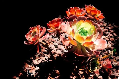 Flower selective focus, selective focus on subject, background blur,during ti Stock Photos