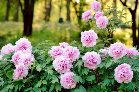 Flower selective focus, selective focus on subject, background blur,during ti Stock Photos