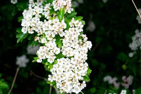 Flower selective focus, selective focus on subject, background blur,during ti Stock Photos