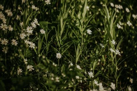 Flower selective focus, selective focus on subject, background blur,during ti Stock Photos
