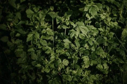 Flower selective focus, selective focus on subject, background blur,during ti Stock Photos