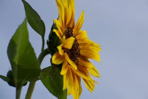 Flower selective focus, selective focus on subject, background blur,during ti Stock Photos