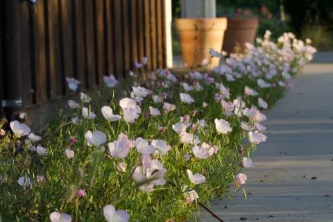 Flower selective focus, selective focus on subject, background blur,during ti Stock Photos