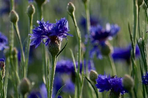 Flower selective focus, selective focus on subject, background blur,during ti Stock Photos
